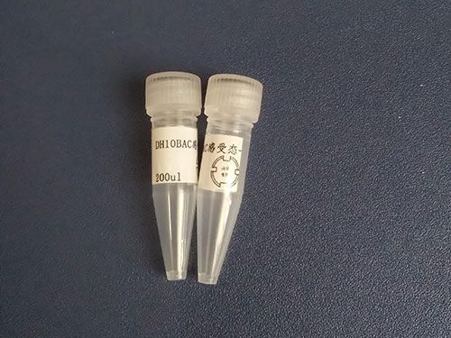 DH10BAC感受态